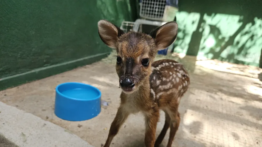 FILHOTE DE VEADO RESGATADO EM SABINÓPOLIS É ACOLHIDO NO CEBUS PARA CUIDADOS 1 Na última semana, um novo hóspede deu entrada no Programa de Reabilitação da Fauna Sem Lar,