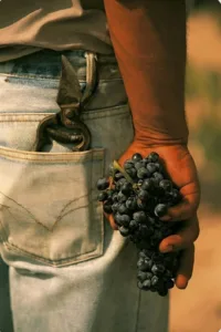 PROFISSIONAIS DO VINHO: ENTENDA QUEM SÃO E O QUE ELES FAZEM 3 IMG 1363