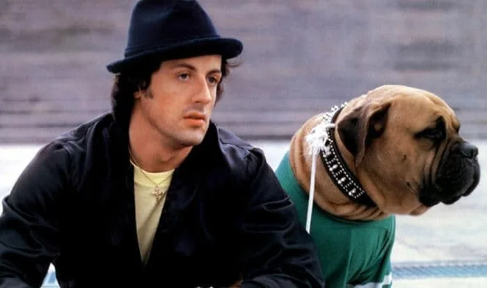 ROCKY – UM LUTADOR: OS BASTIDORES DO CLÁSSICO QUE COMPLETA 50 ANOS 8 Stallone e seu cachorrro Butkus Imagem Arquivo Pessoal