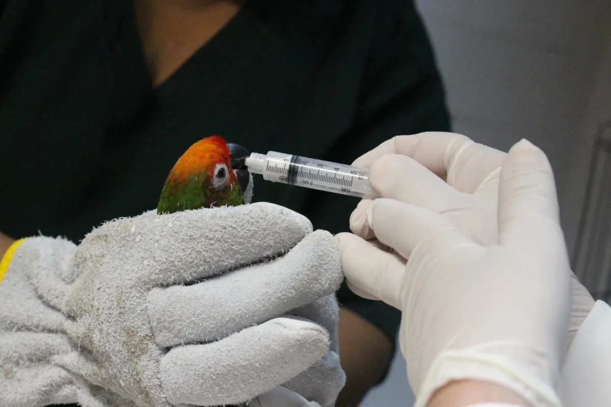CEBUS ALERTA PARA OS IMPACTOS DAS QUEIMADAS NA FAUNA DURANTE PERÍODO DE ESTIAGEM 1 Jessica de Oliveira 1 scaled e1787416670314