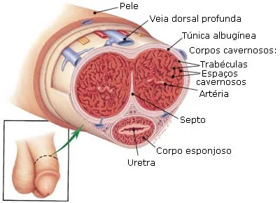 FRATURA PENIANA: O QUE É, COMO ACONTECE E QUANDO PROCURAR AJUDA 2 corte transversal penis