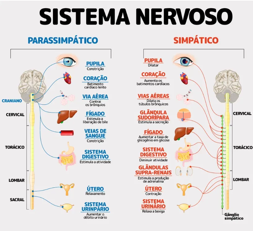 POR QUE A VONTADE DE URINAR AUMENTA QUANDO ESTAMOS CHEGANDO EM CASA? 2 sistema nervoso