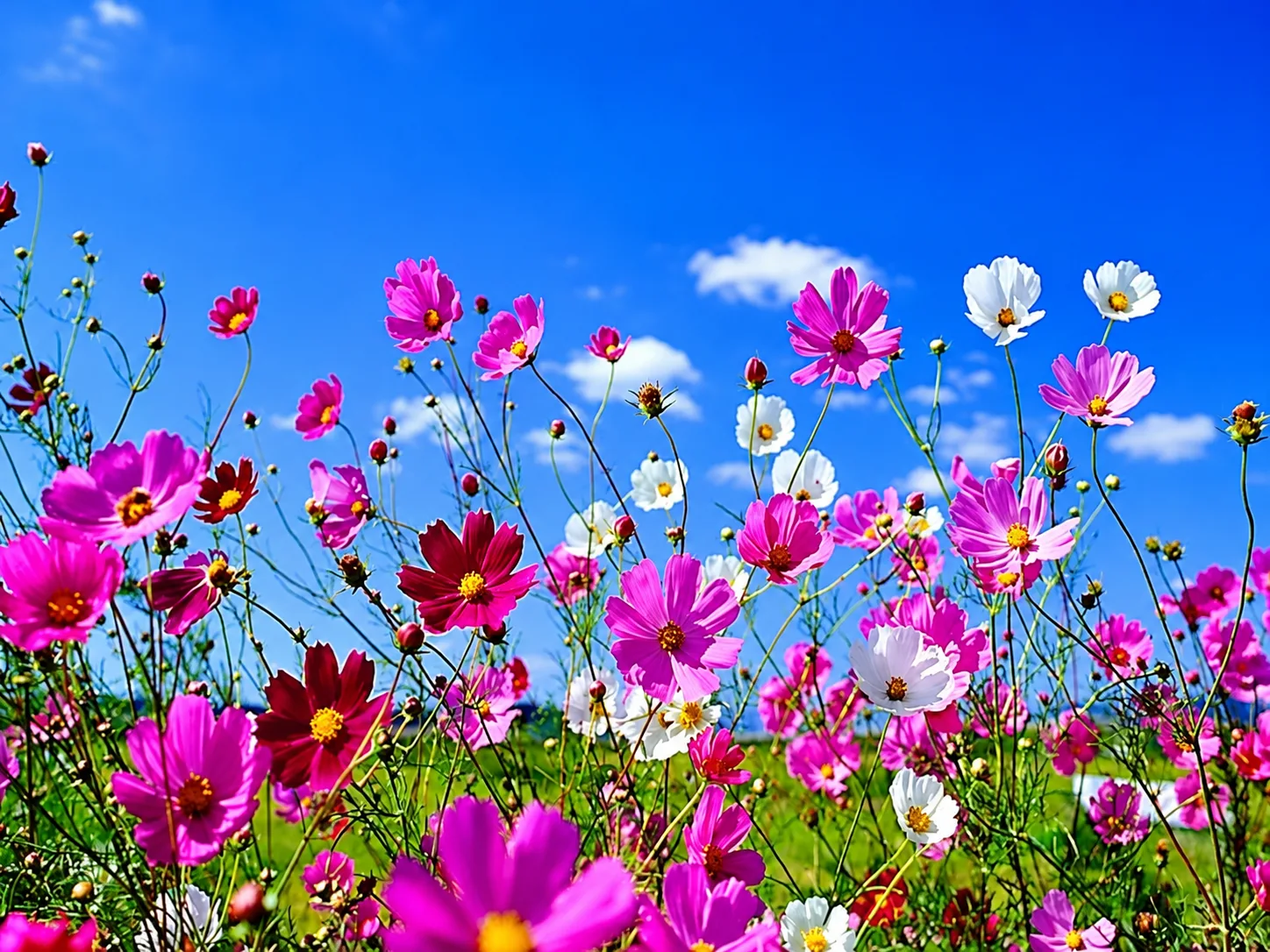 O DESPERTATR DAS FLORES - A PRIMAVERA CHEGOU 1 PRIMAVERA